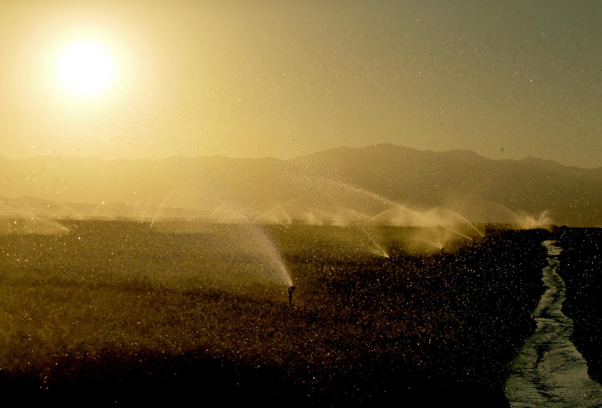 Sprinklers spray a carrot field in the Cuyama Valley.