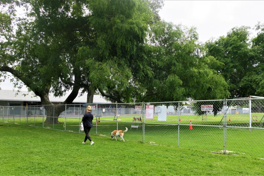A woman walks her dog Thursday at Harper Park, where an field belonging to Newport-Mesa Unified was recently fenced off.