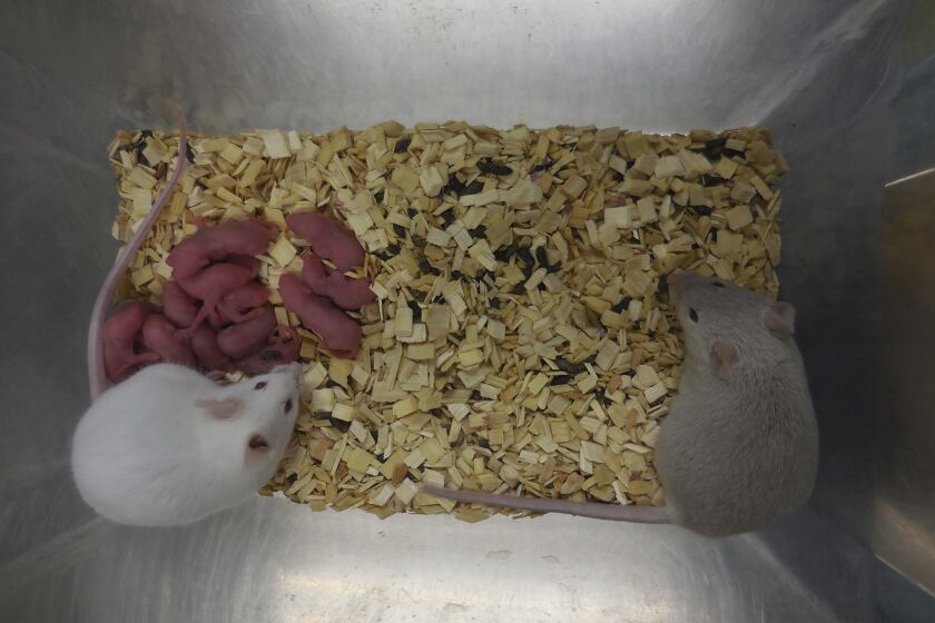 Esta foto proporcionada por el científico Katsuhiko Hayashi muestra ratones nacidos a partir de células madre, cuatro semanas después de nacer, en septiembre de 2021, en Osaka, Japón. (Katsuhiko Hayashi vía AP)