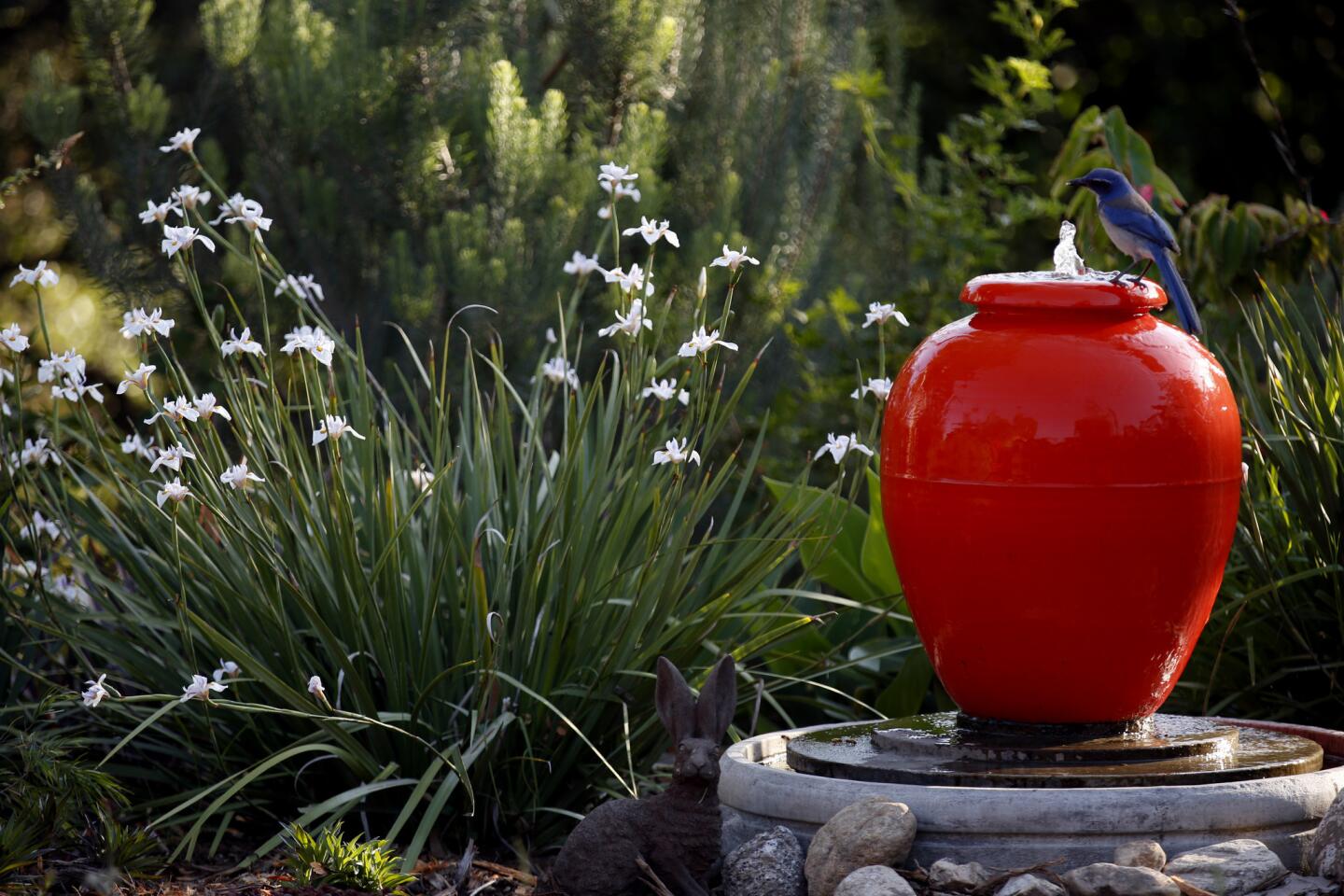 Peggy Casey's Altadena garden