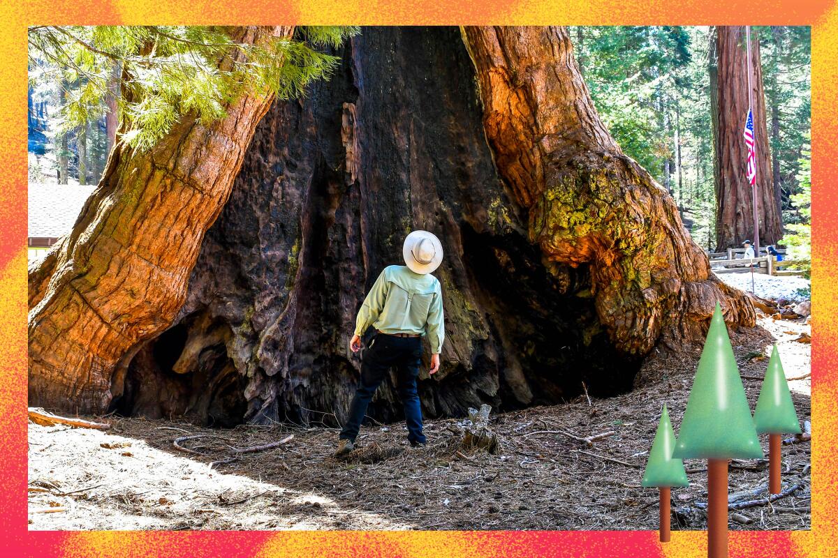 Photographed from behind, a person in a hat looks up at an extremely large tree.