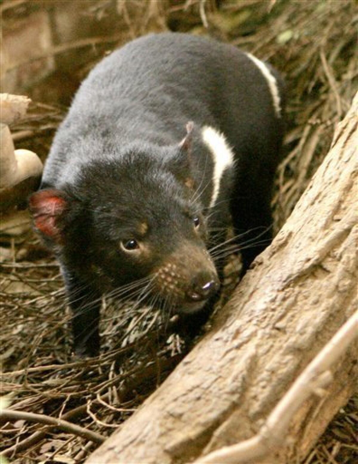 Tasmanian devil cancer unlikely to cause exti