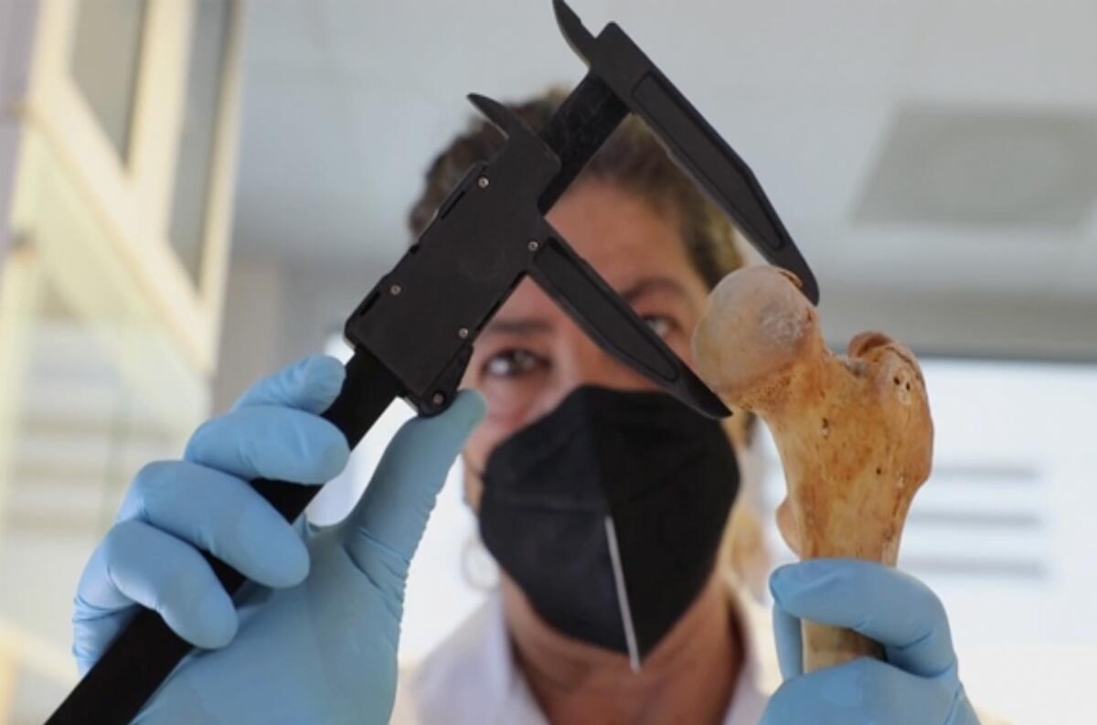 Anthropologist measuring a human bone