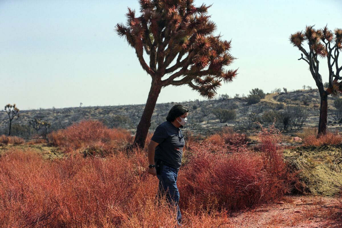 Zenon Mayorga walks among bushes and Joshua trees covered in red fire retardant in Juniper Hills on Saturday.