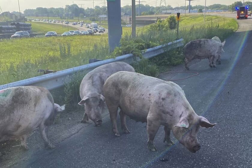 This photo provided by the Minnesota State Patrol shows pigs running loose on a metro highway after a semitrailer truck that was carrying them overturned, causing an hours-long shutdown Friday morning, June 9, 2023, in Little Canada, Minn. (Minnesota State Patrol via AP)