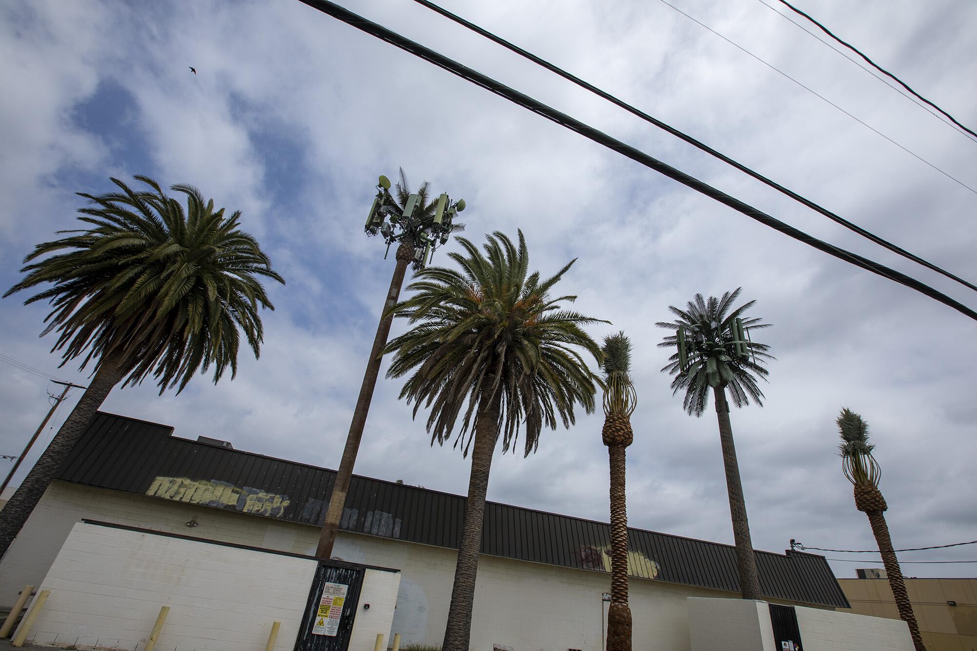 Palm tree cell towers and real trees.