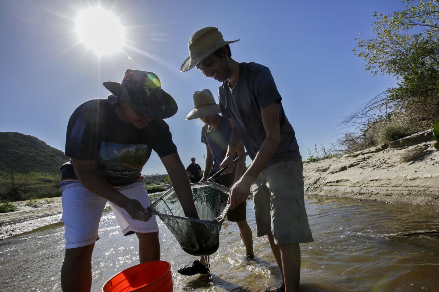 Brian Wang, 20, left, Perry Lau, 21, and Parsa Saffarinia, 24, all students from UC Riverside, catch and rescue threatened Santa Ana sucker fish from the Santa Ana River after a treatment plant halted flows into a stretch of the waterway in Colton.