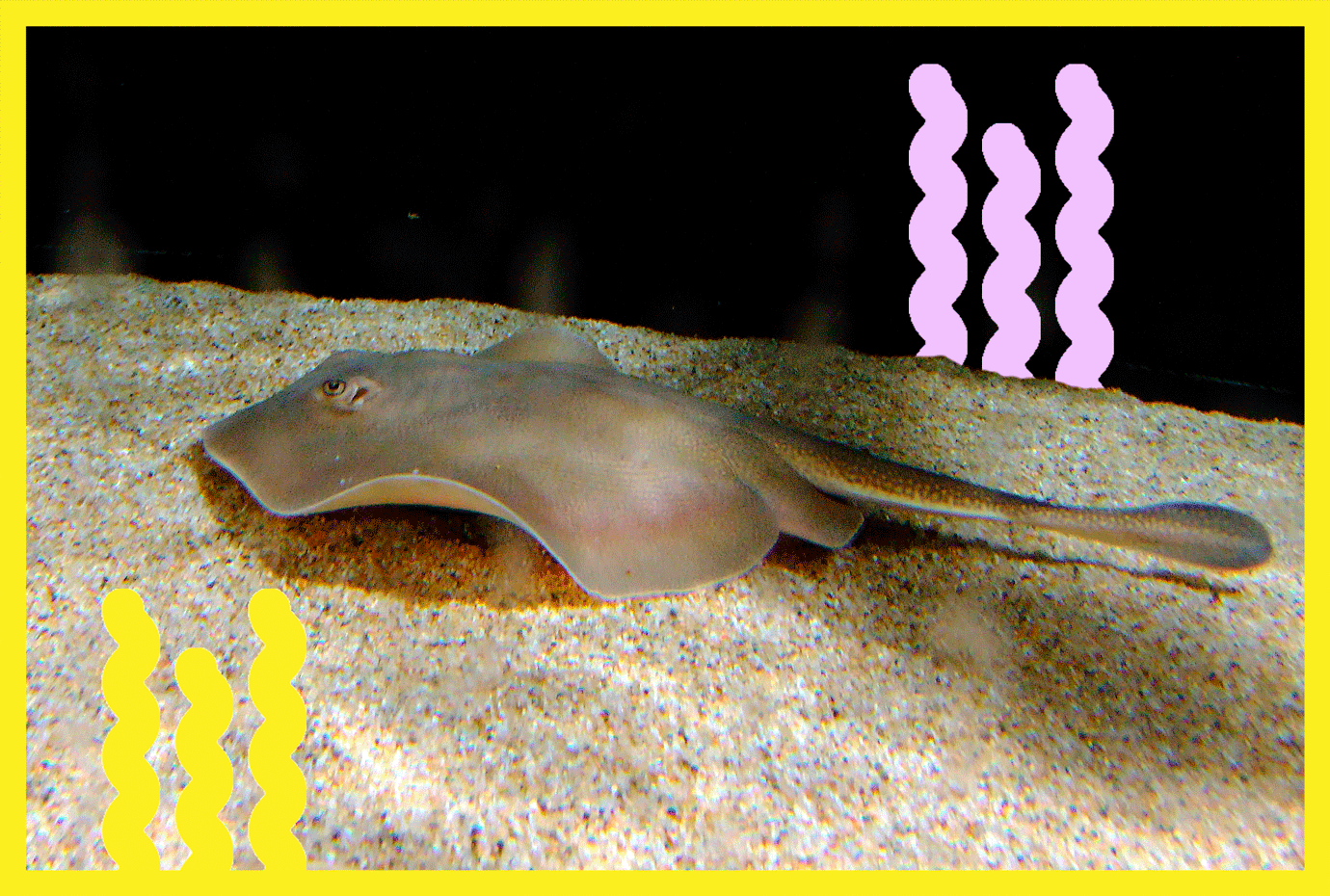 A round stingray in the water above sand with added digital art.