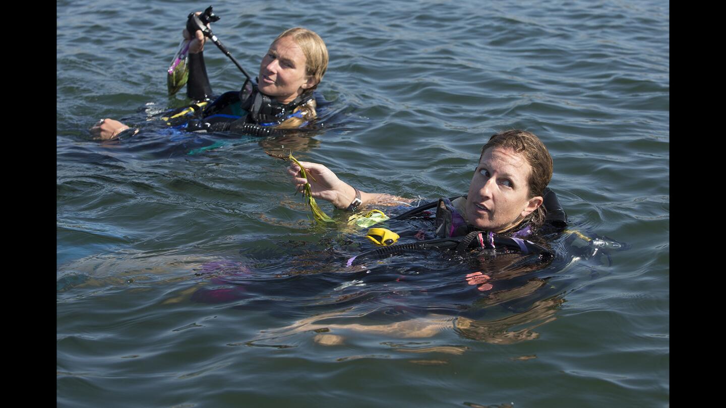 Orange County Coastkeeper Marine Restoration director Katie Nichols, right, and volunteer Brianna Bambic, a master's student at University of Akureyri in Iceland, return to their boat after collecting samples of eelgrass during a dive near Back Bay Science Center in Newport Beach. Orange County Coastkeeper and university researchers are studying natural and restored beds of eelgrass to understand how they may buffer against ocean acidification.