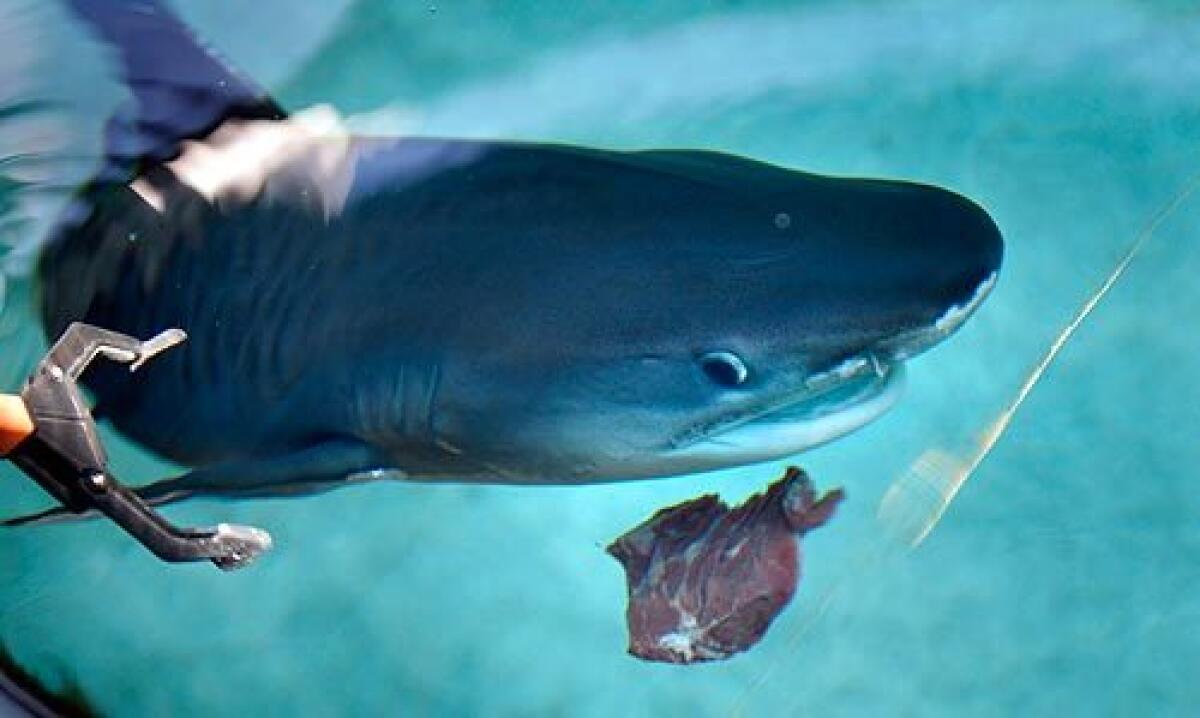 A tiger shark at the Aquarium of the Pacific in Long Beach eyes a piece of rancher's reserve beef chuck boneless steak placed in the water by a staffer using tongs. More photos >>>