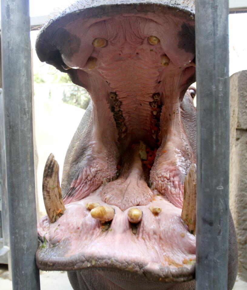 Photo Gallery: L.A. Zoo's new behind the scenes hippo encounter