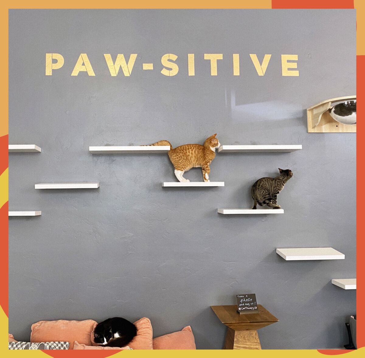 Cats walk on short shelves that extend from a wall; lettering spells out "Paws-itive."