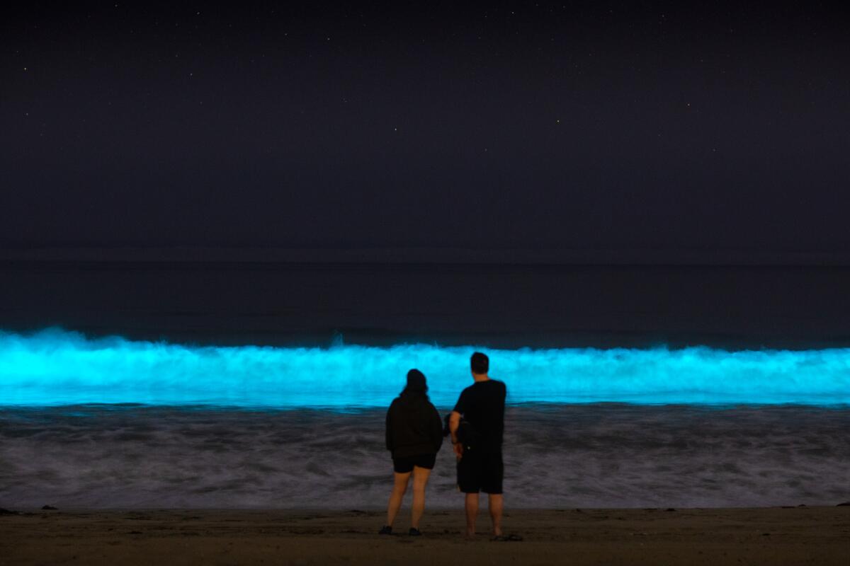 A couple watches bioluminescent waves glowing off the coast of Hermosa Beach in 2020