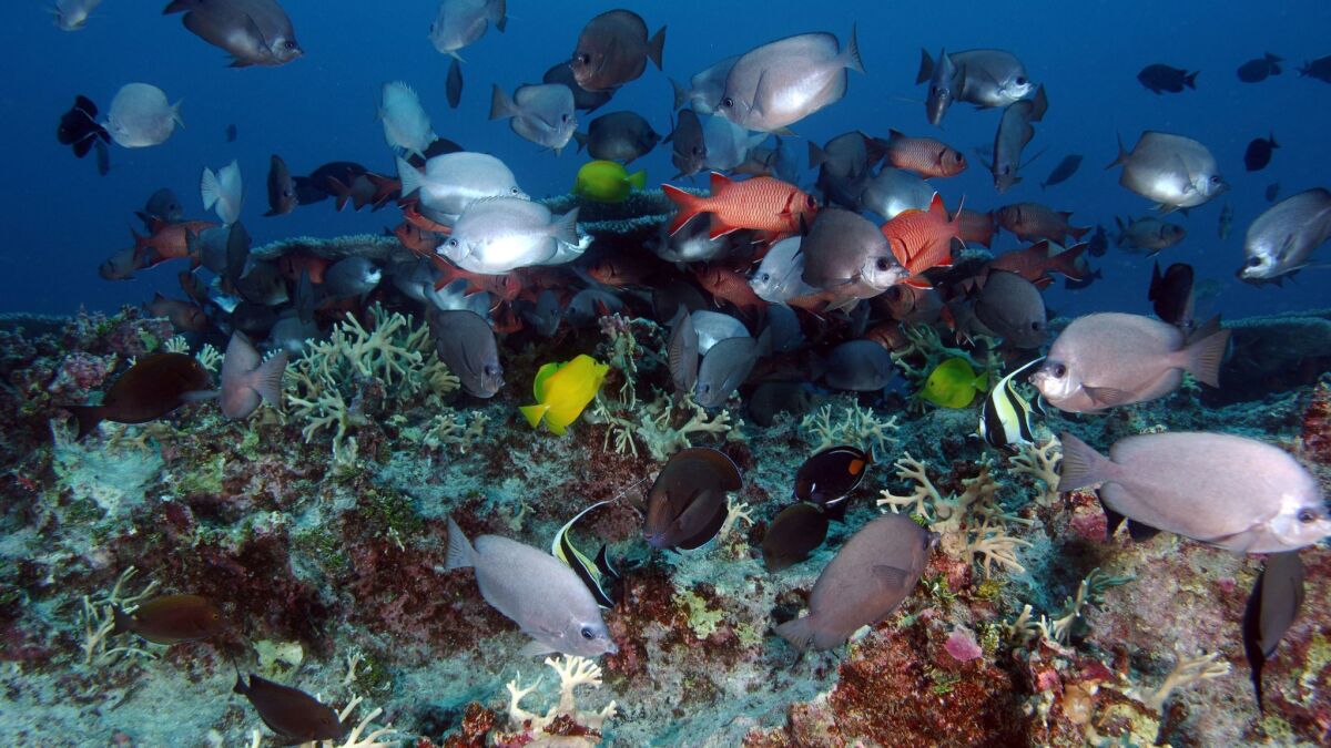 Fish are seen among a coral reef at Pearl and Hermes Atoll at Papahanaumokuakea Marine National Monument. Coral in Hawaii is especially threatened.