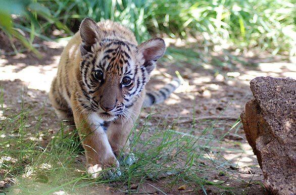 A South China tiger cub, shown at 2 1/2 months, learns to hunt in South Africa.