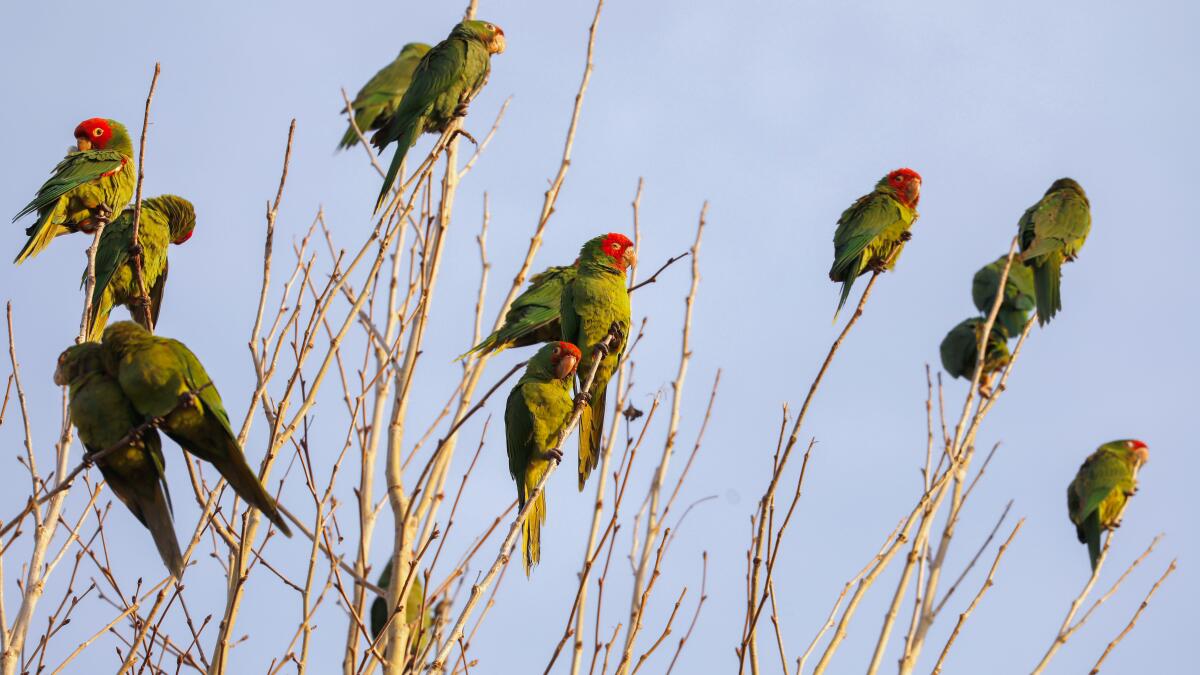 Los Angeles parrots - where did they come from and are they bad for the  environment?