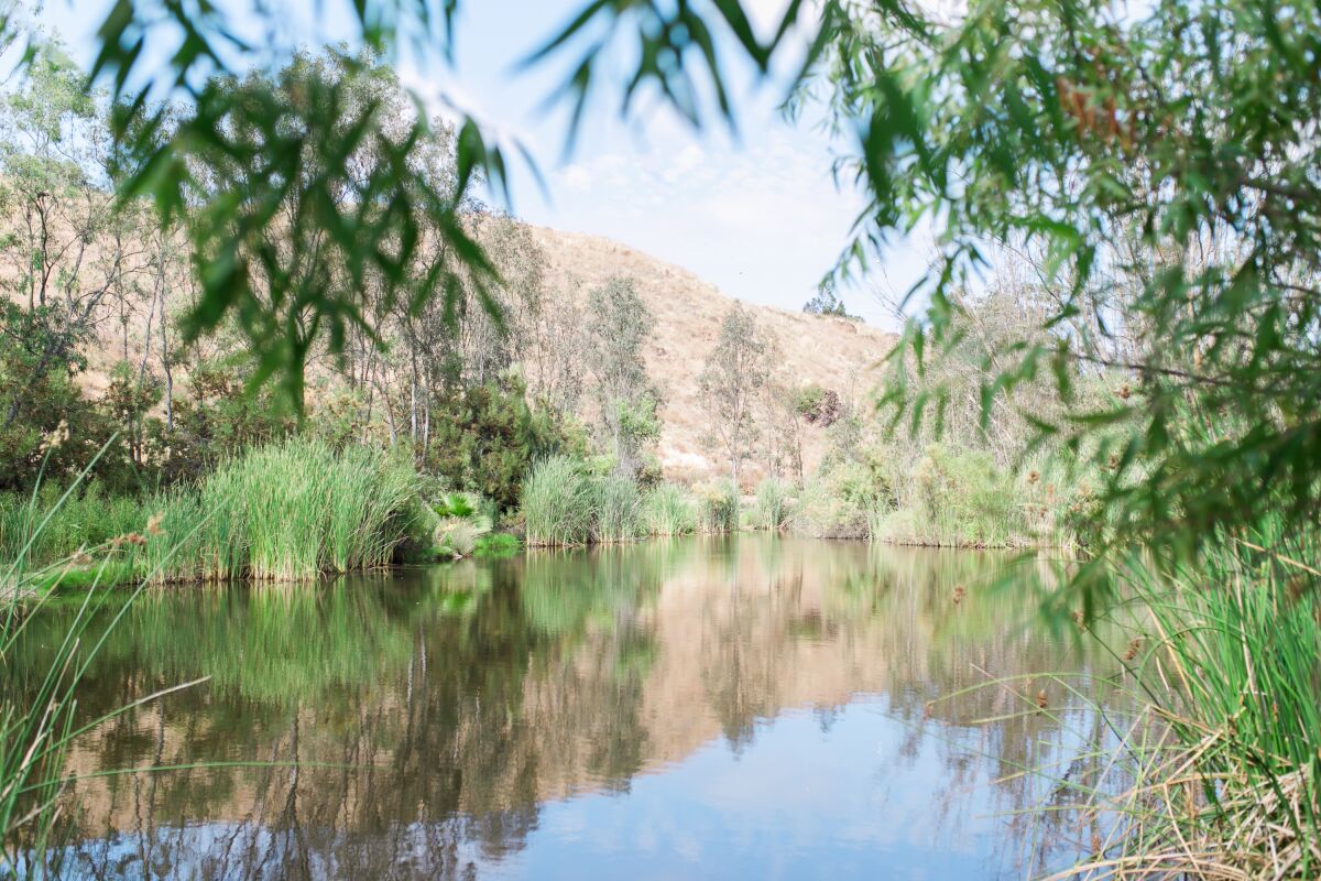 The pond on the Arroyo Property.