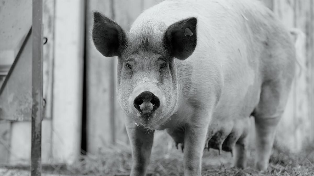 A pig faces the camera