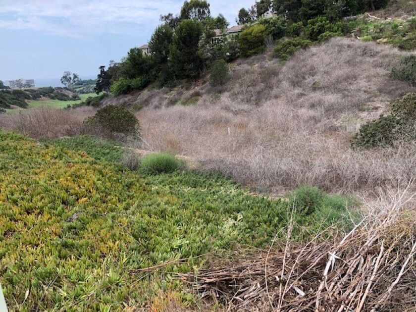 Reader Edward Lake writes that this brush along Nautilus Street just west of Via Valverde poses a potential fire hazard.