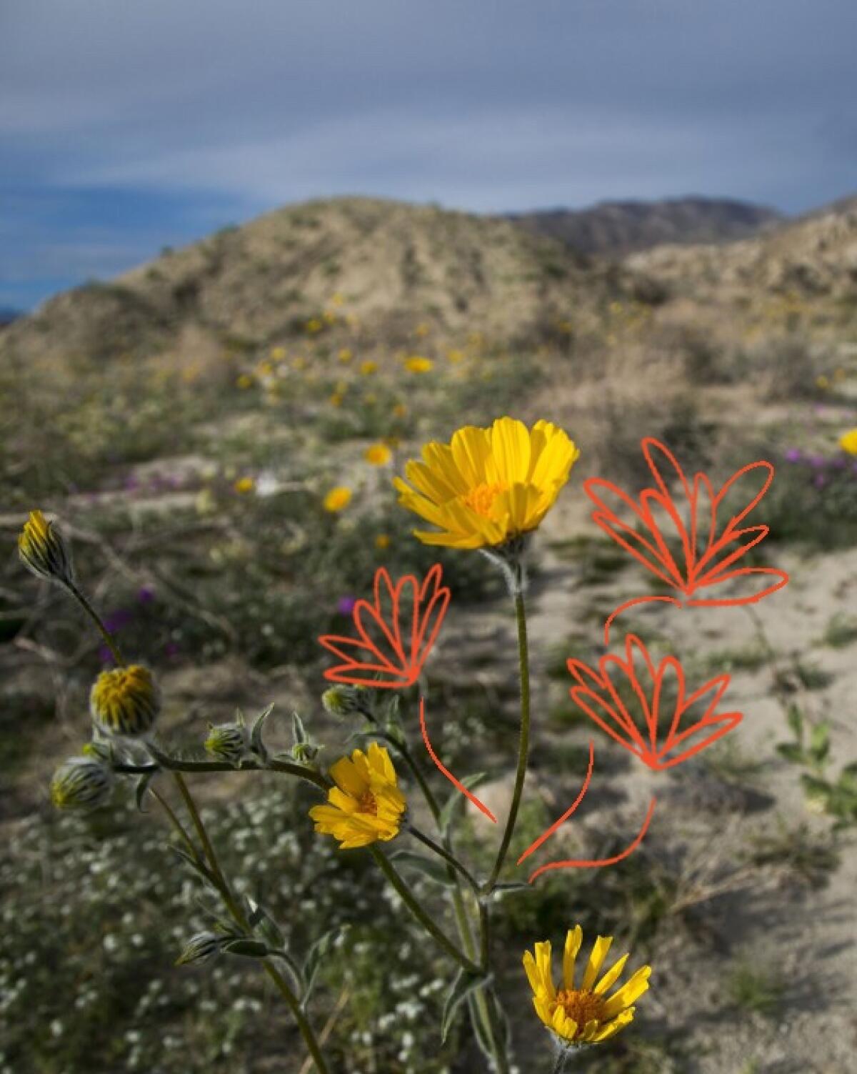 Desert sunflowers in the Anza-Borrego Desert.