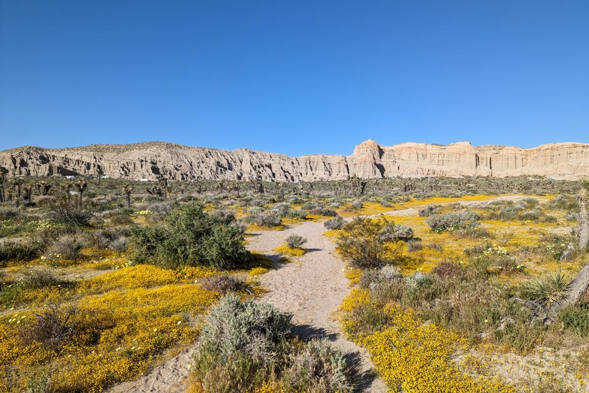 Red Rock Canyon State Park superbloom hike.