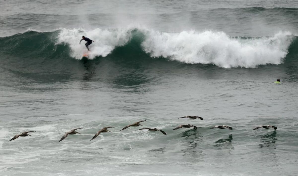 Pelicans fly along the water as a surfer takes a wave off La Jolla.