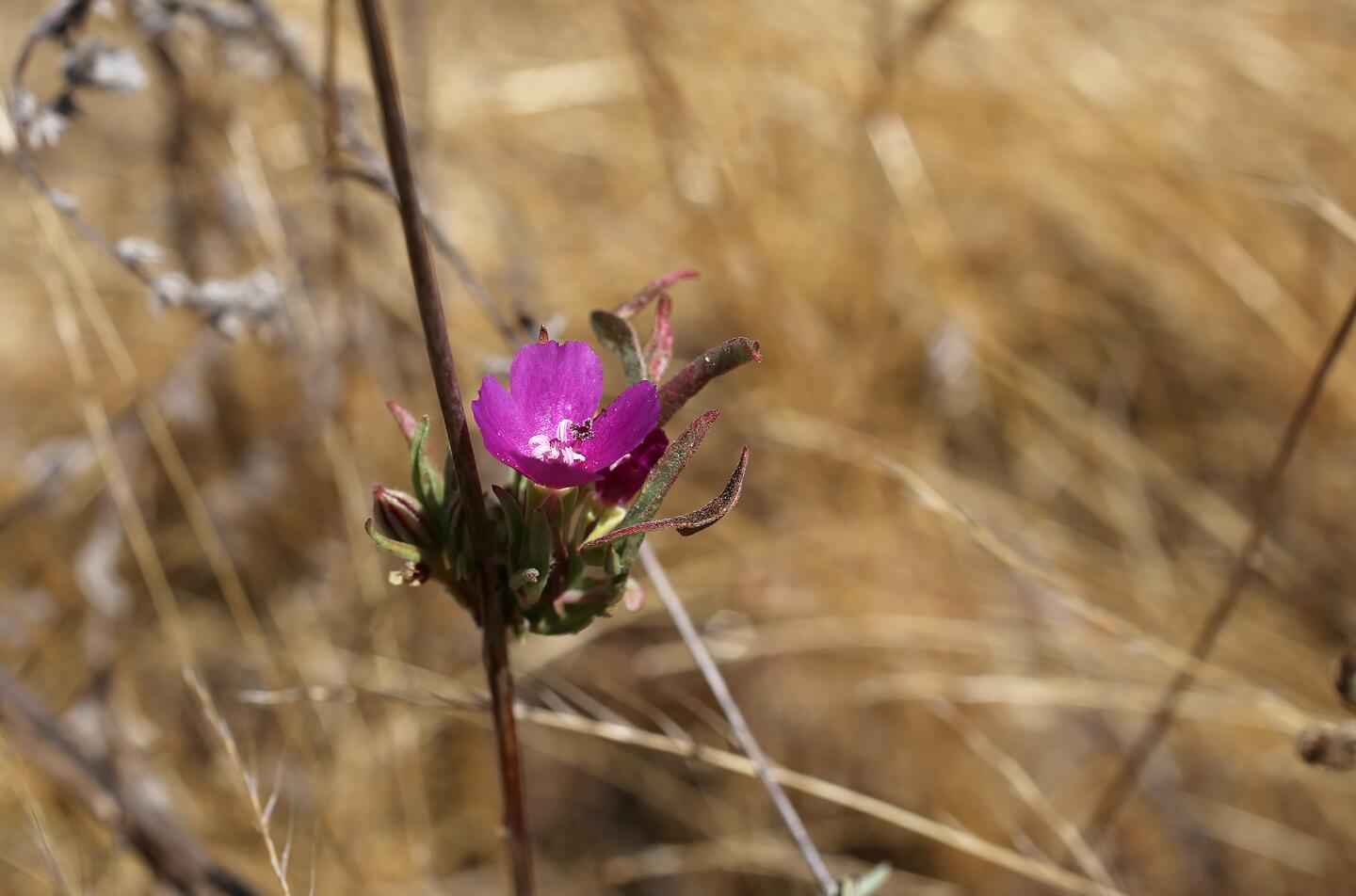 Bee Flat Canyon