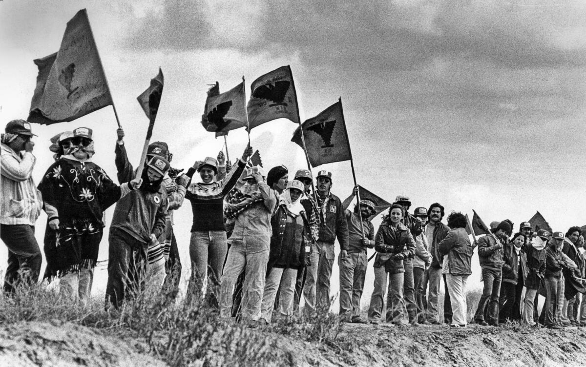Feb. 1, 1979: United Farm Workers strikers await the arrival of Cesar Chavez in a field near El Centro, Calif.