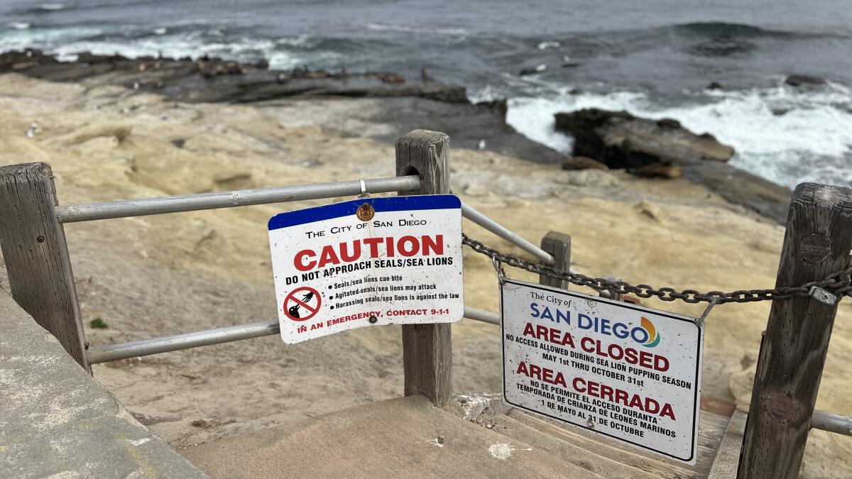 Guest commentary: Environmental report is needed to study impacts of seals  and sea lions in La Jolla - La Jolla Light