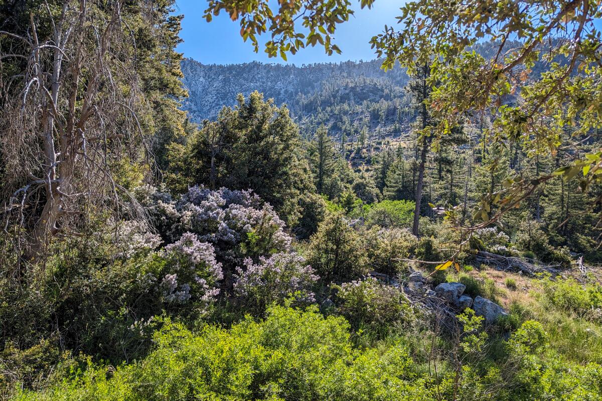 Light lavender bushes and hoary-leaf ceanothus blooming near the Soldier Creek Trail near Crystal Lake Campground. 