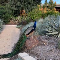 A peacock wanders through the L.A. Arboretum.