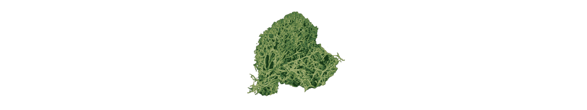 cutout of green sea moss