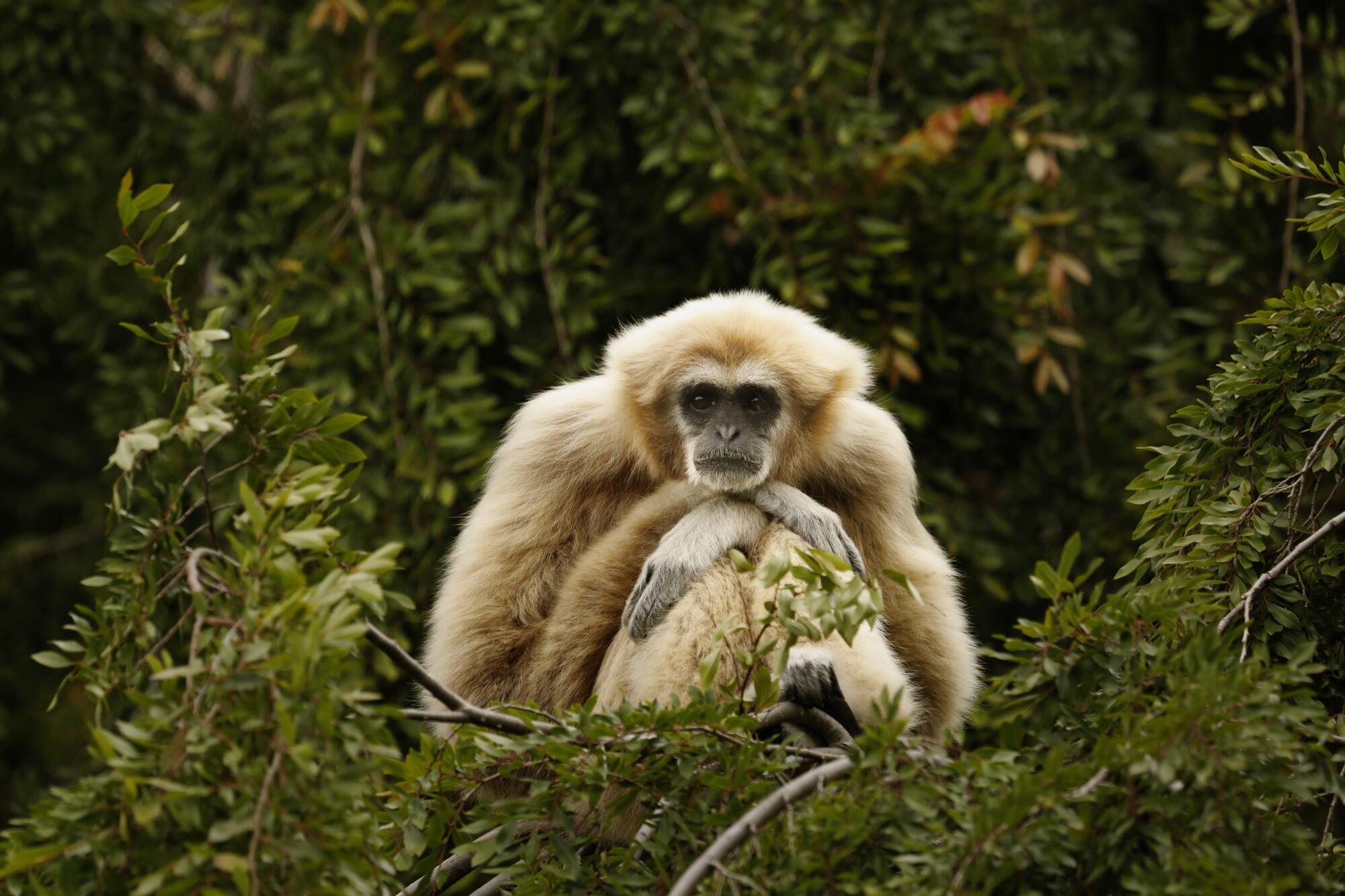 A female gibbon looks bored without visitors to look at at the Oakland Zoo