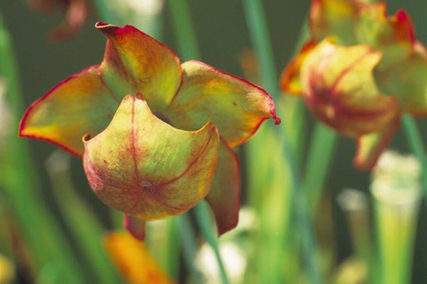 The spent flowers of Sarracenia leucophylla, a North American pitcher plant. The swamp-dwelling plants have been declining for years.