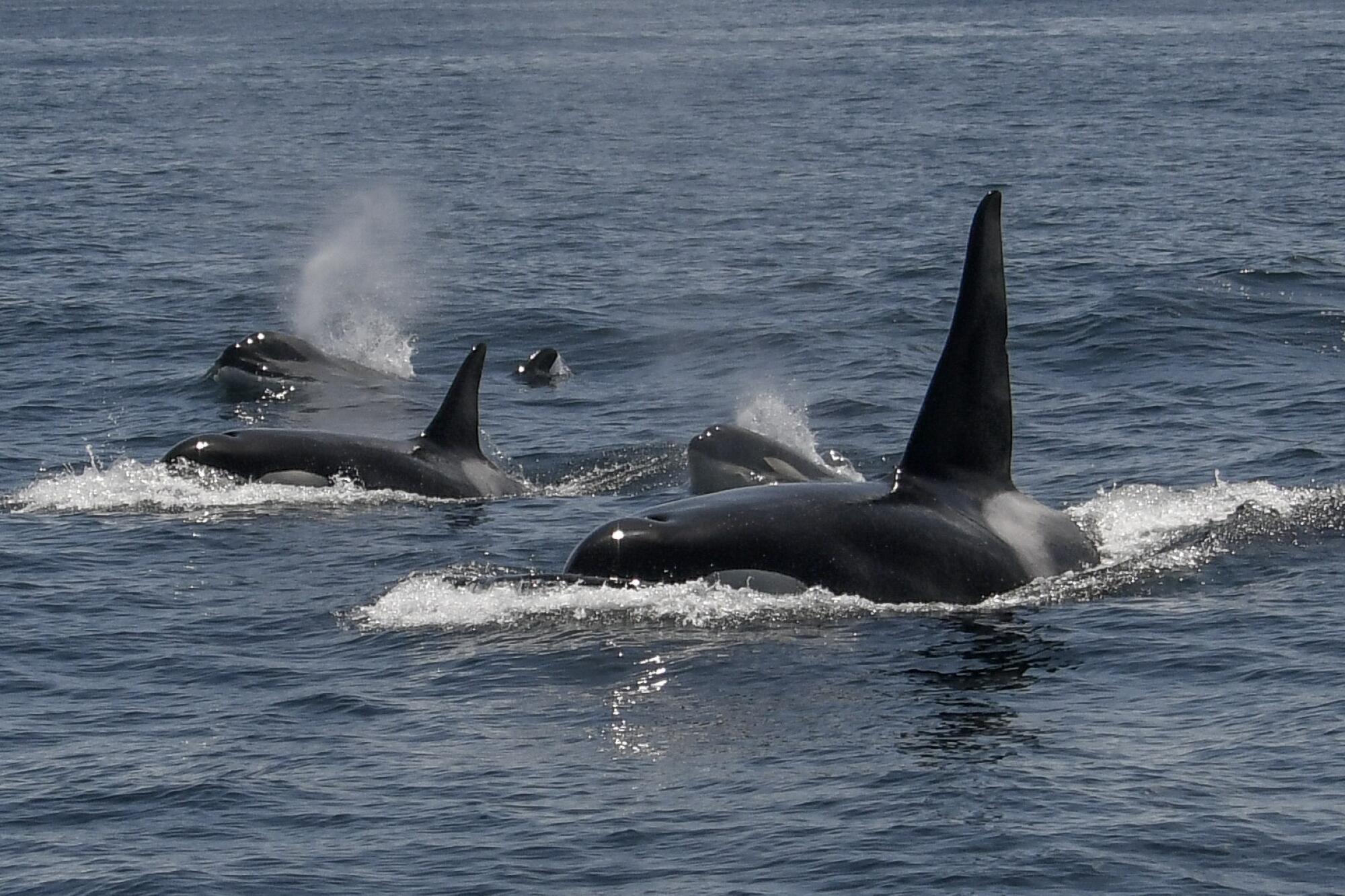 Several orcas surface in the water 