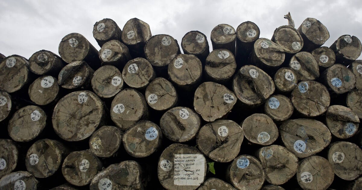 Pengiriman kayu jati Myanmar diimpor ke AS meskipun ada sanksi, kata kelompok itu