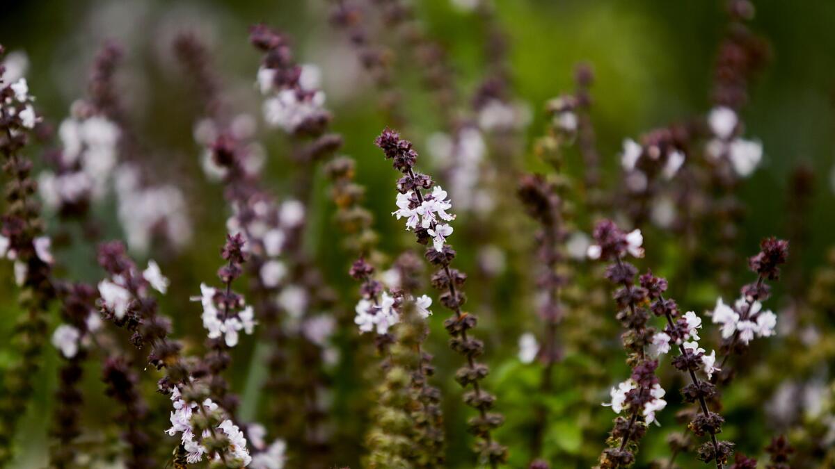 Bees will love these African blue basil blooms.