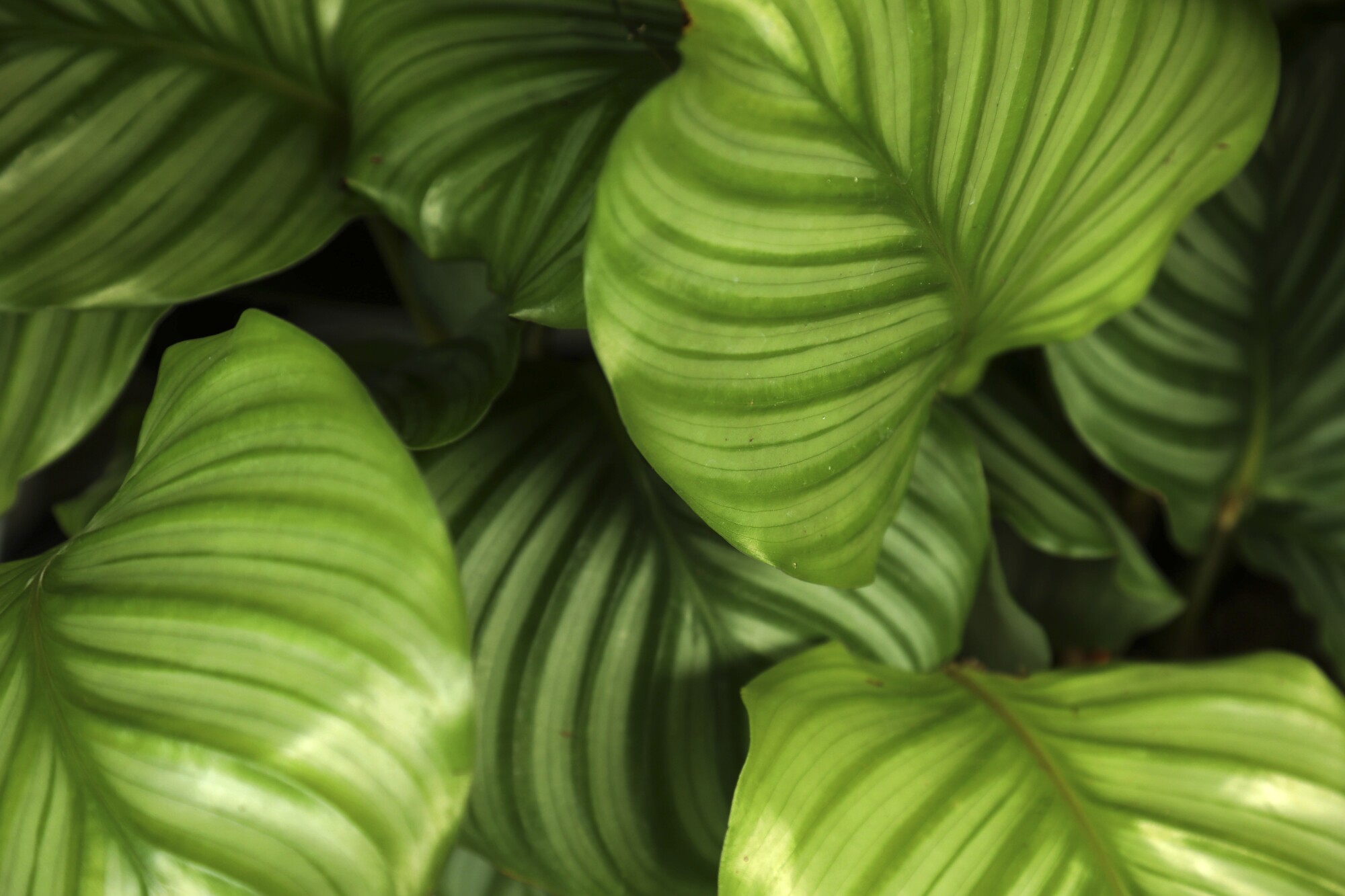 A detail image of striped leaves of a green, leafy Calathea Orbifolia plant.