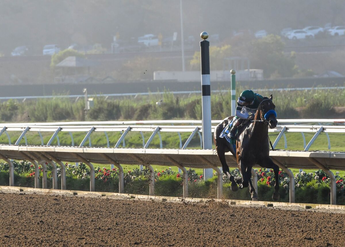 A horse speeds along a dirt track, unchallenged. 