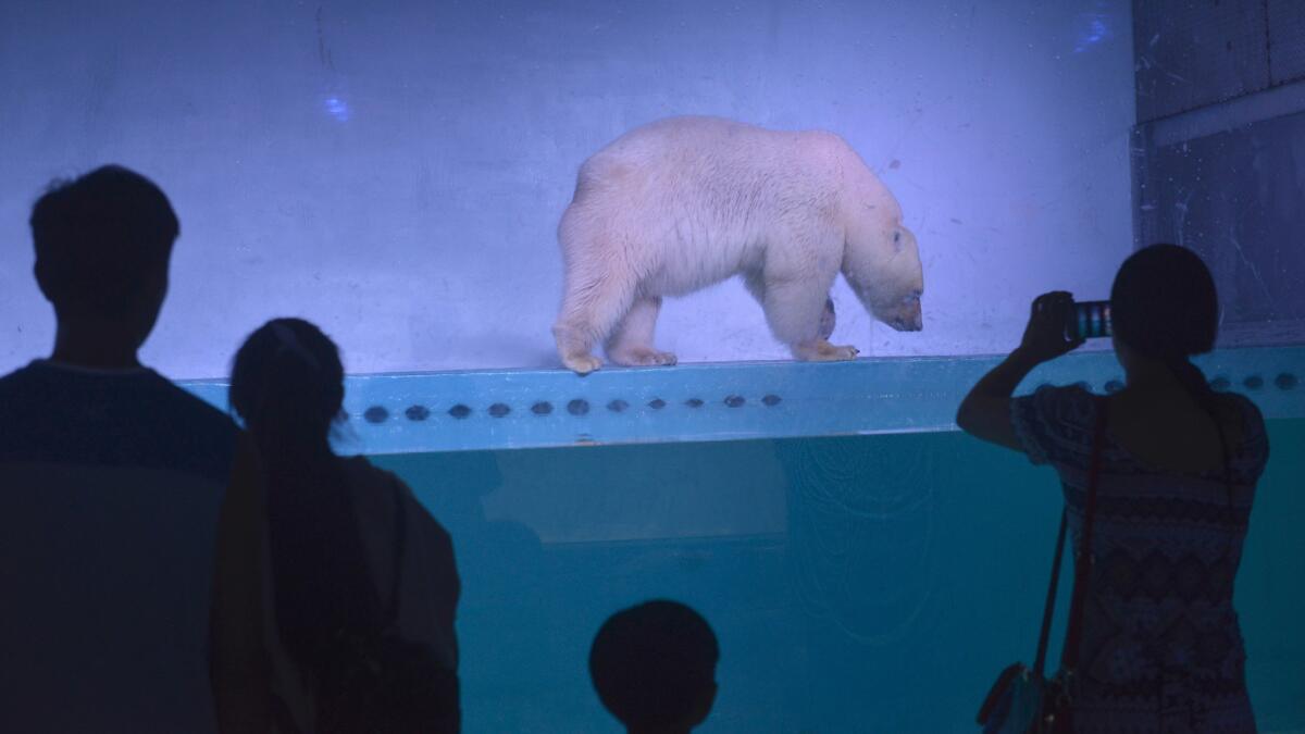 Pizza the polar bear has been Grandview Mall’s main attraction since its opening in January,