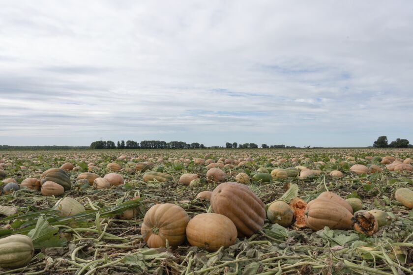 Pumpkins are seen in a field on Bill Sahs' farm, Monday, Sept. 12, 2022, in Atlanta, Ill. On the central Illinois farms that supply 85% of the world’s canned pumpkin, farmers like Sahs are adopting regenerative techniques designed to reduce emissions, attract natural pollinators like bees and butterflies and improve the health of the soil. The effort is backed by Libby’s, the 150-year-old canned food company, which processes 120,000 tons of pumpkins each year from Illinois fields. Libby’s parent, the Swiss conglomerate Nestle, is one of a growing number of big food companies supporting the transition to regenerative farming in the U.S. (AP Photo/Teresa Crawford)