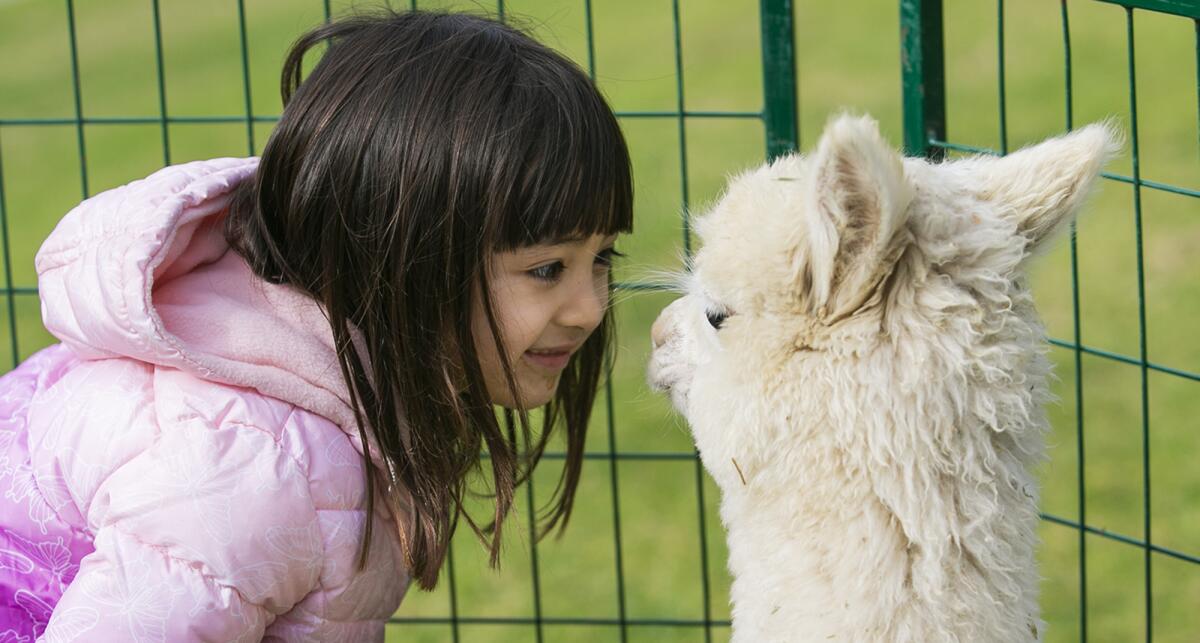 Haley Yamanaka, 6, gets close to Hollywood, a miniature alpaca at Bonita Creek Park.