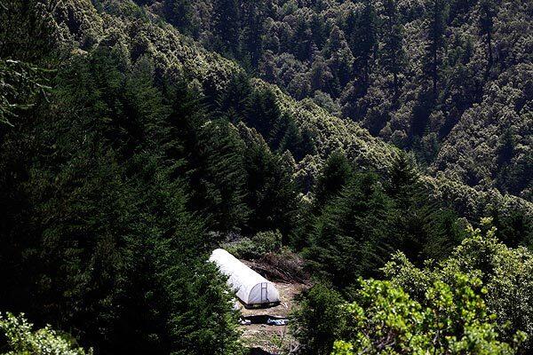 A greenhouse in a clearing in Humboldt County's remote Shelter Cove, where marijuana is a pillar of the economy. Residents tolerate the growers but decry a rising "outlaw mentality" in town.