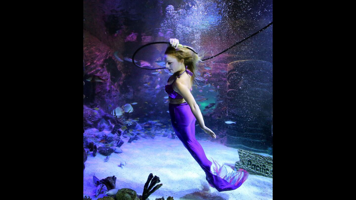 Mermaid Lydia, from Weeki Wachee State Park, performs underwater at the Sea Life Orlando Aquarium, Friday, September 28, 2018. The world-famous mermaids are making their first-ever field trip to Orlando for special guest appearances and meet-n-greets with guests at the attraction on International Drive. (Joe Burbank/Orlando Sentinel) 3060446