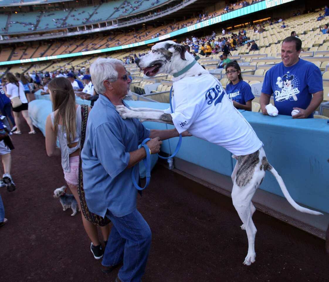 Zeus Barron, owned by Ron Barron of Westlake, shows his playful side at the pregame "Pup Rally" before the Bark in the Park event at Dodger Stadium. The Dodgers plan to donate part of the proceeds to the Los Angeles chapter of the Society for the Prevention of Cruelty to Animals.