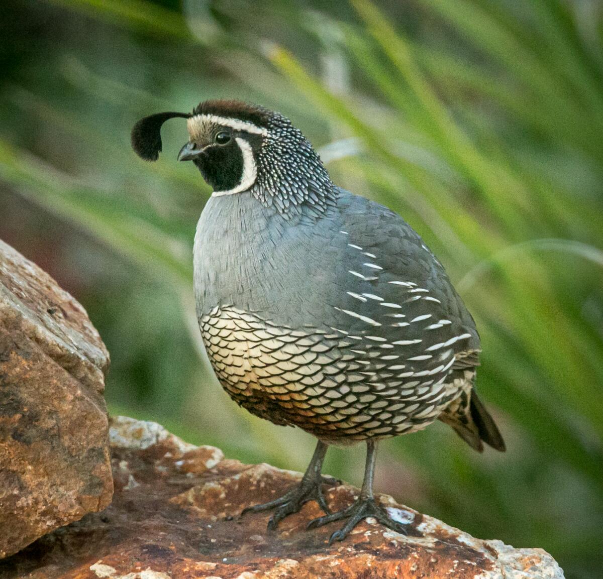 A male quail being a lookout.