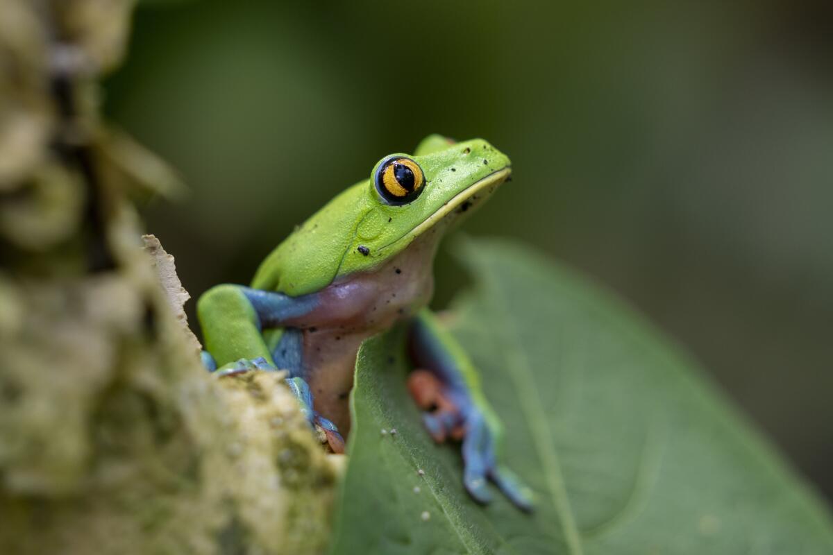 Un ejemplar de la llamada "rana azul" o "rana de cafetal" (Agalychnis annae) 