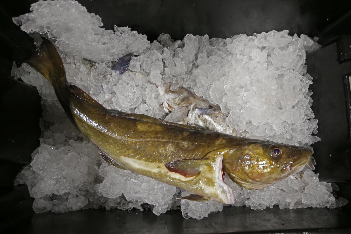 A cod fish sits on ice =,