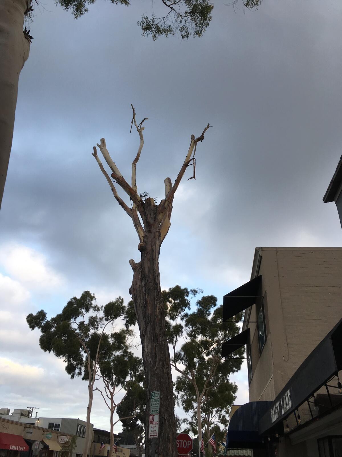 A eucalyptus tree outside Starbucks on Marine Avenue on Balboa Island is pictured Monday morning after it was cropped overnight in preparation for removing it this week. The tree was determined to be decaying and not salvageable.