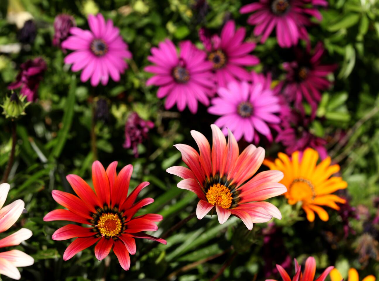 This Burbank drought garden is anything but dull